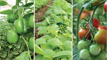 Discover our Vegetables Solutions