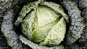 Cabbage