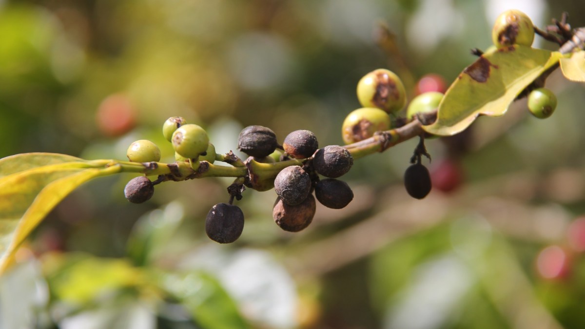 Coffee berry disease Agricultural Solutions