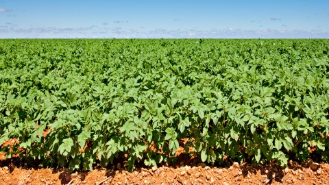 science daily agriculture news