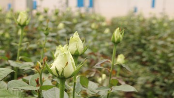 Ornamentals