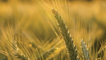 Barley