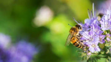 Pest solutions