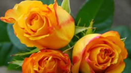 Bellis®