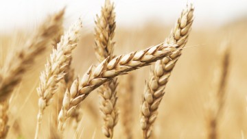 Wheat