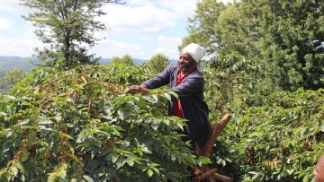 Coffee Farming