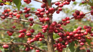 Product Information
