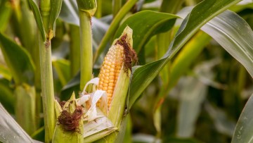 Maize