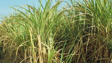 Sugarcane