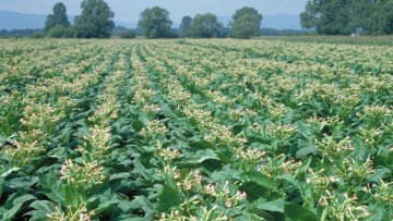 Tobacco
