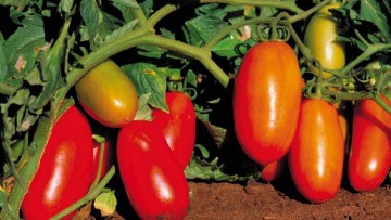 Tomato