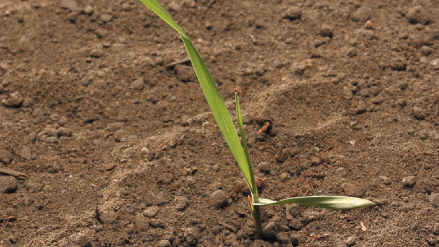 Couch grass Agricultural Solutions