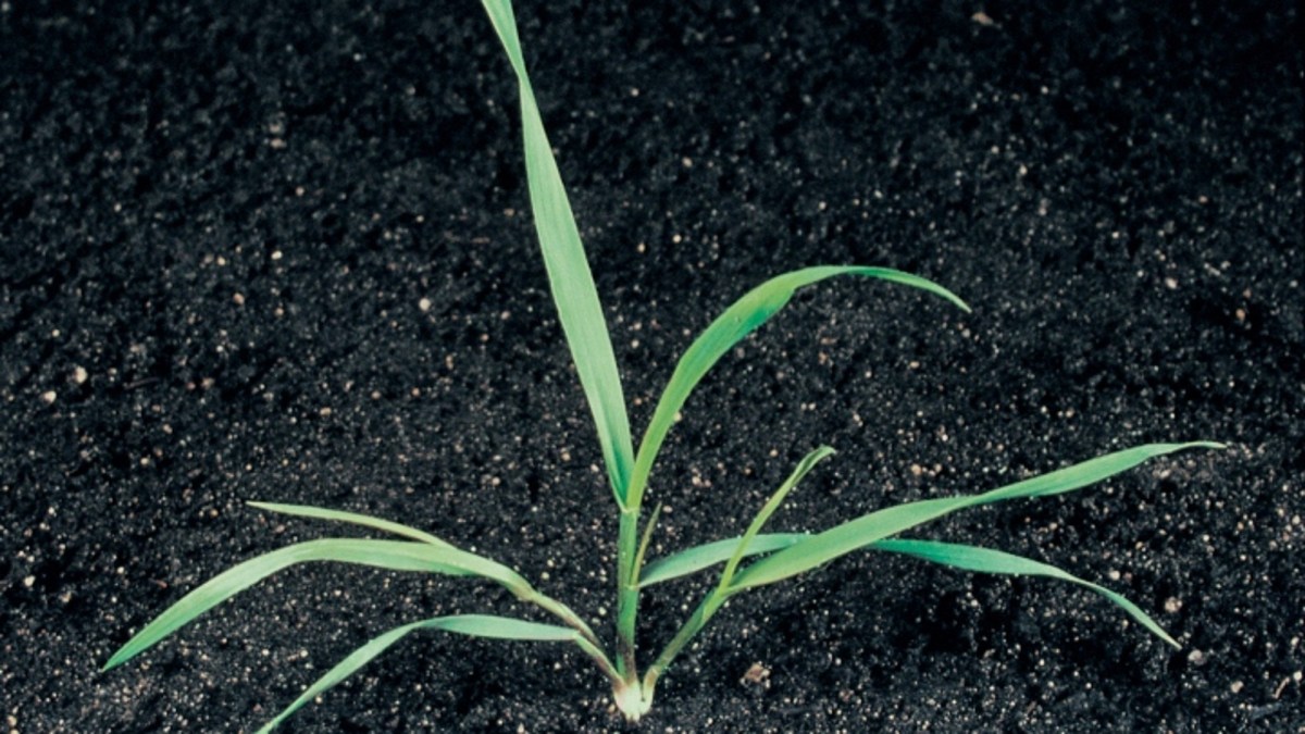 Couch grass Agricultural Solutions