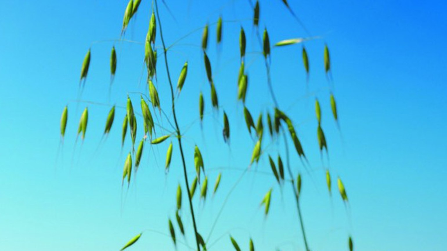 Common Wild Oat Agricultural Solutions