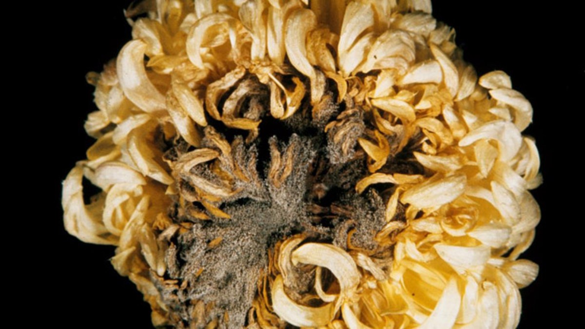Botrytis - Agricultural Solutions