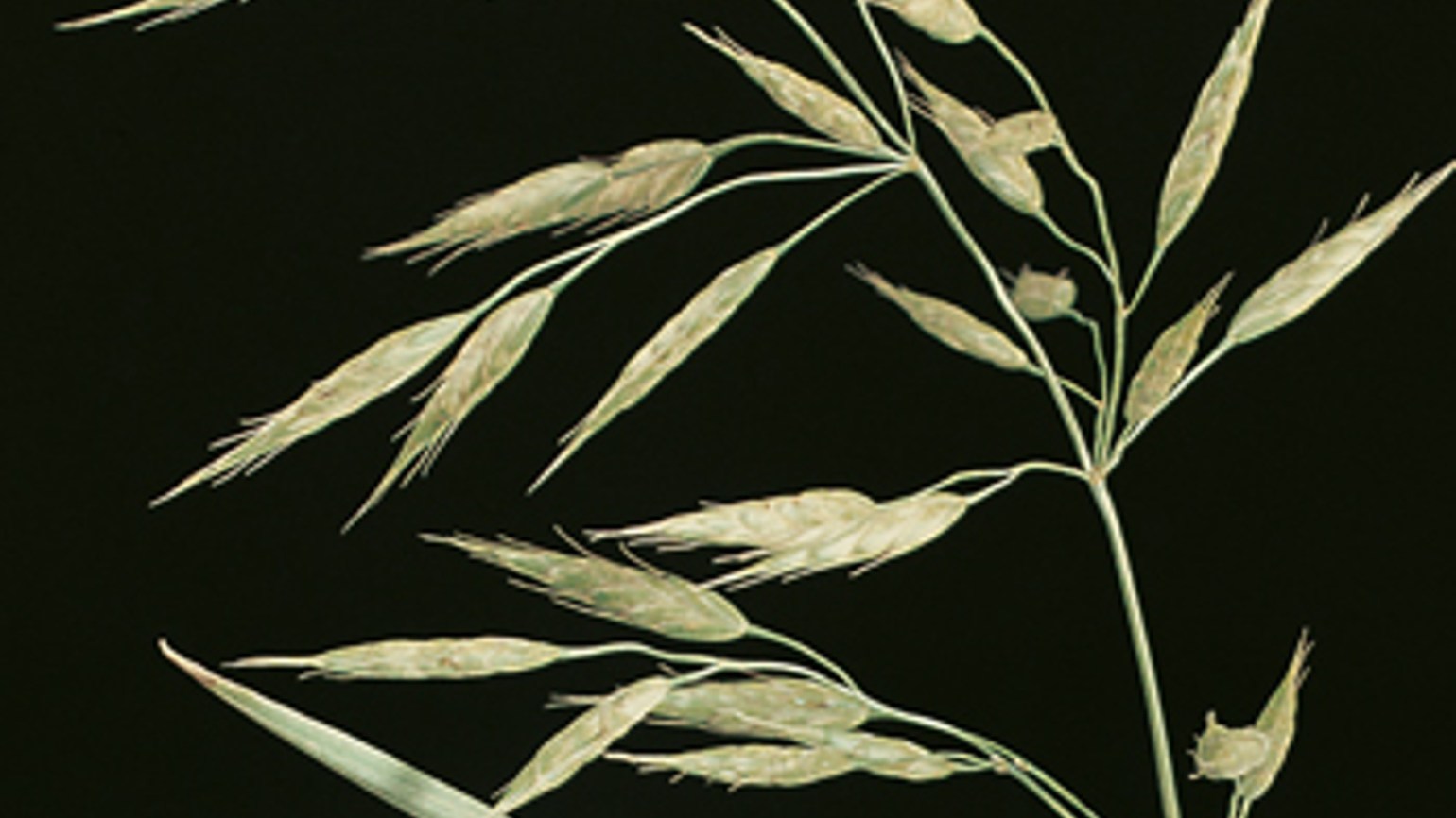 Brome species Agricultural Solutions