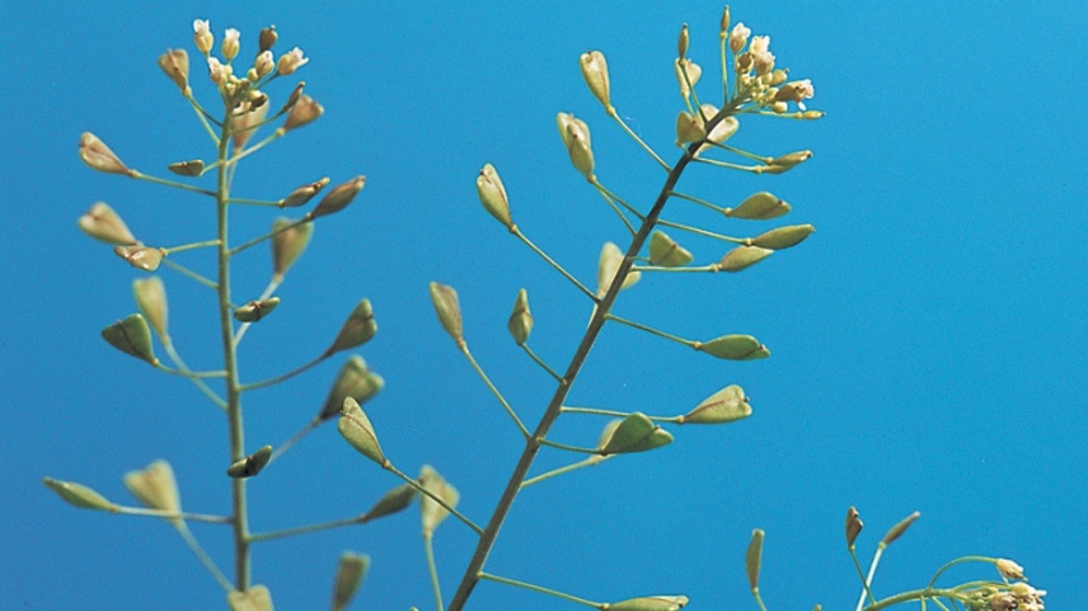 Shepherd's purse Agricultural Solutions