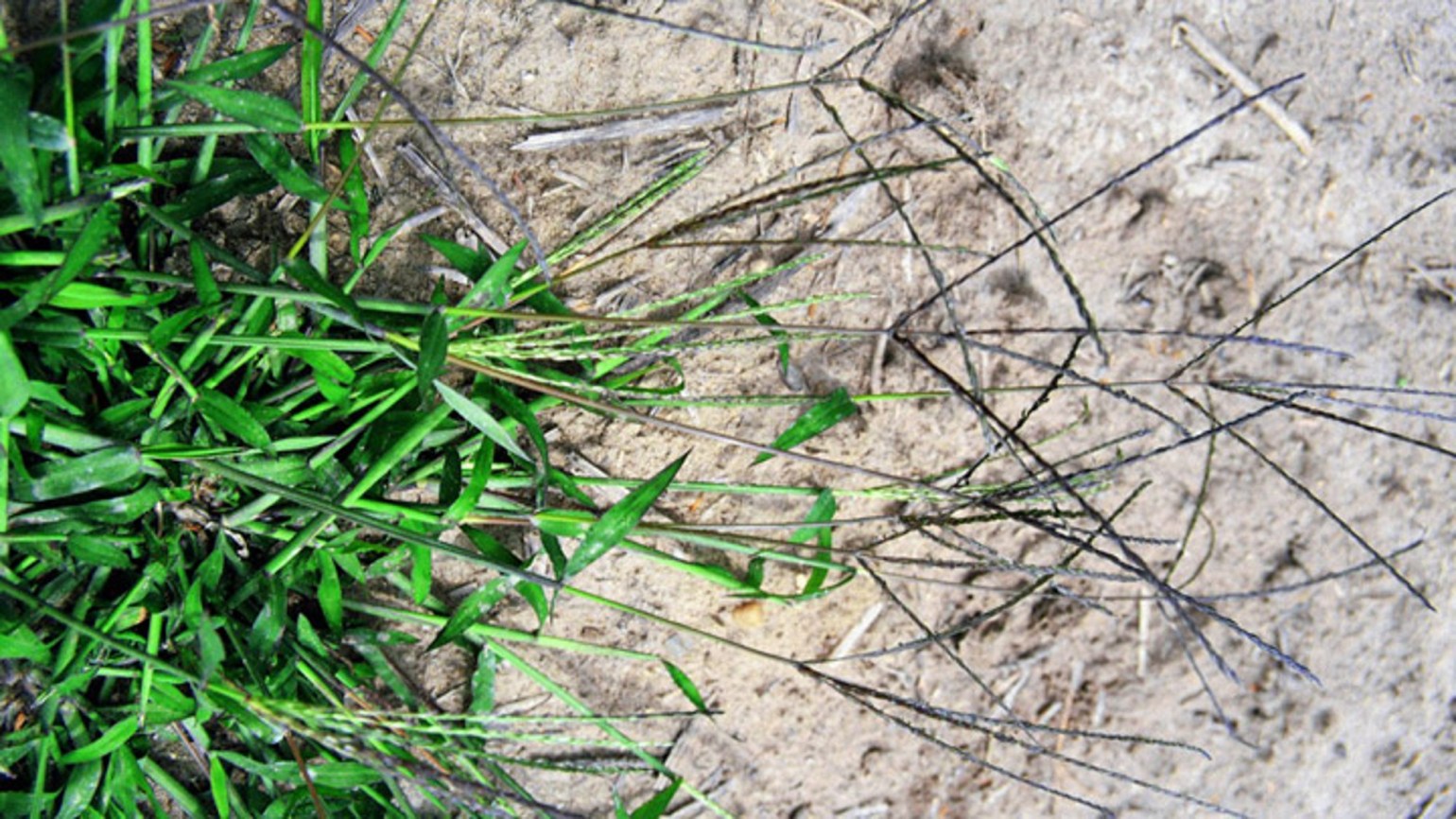 Hairy crabgrass Agricultural Solutions