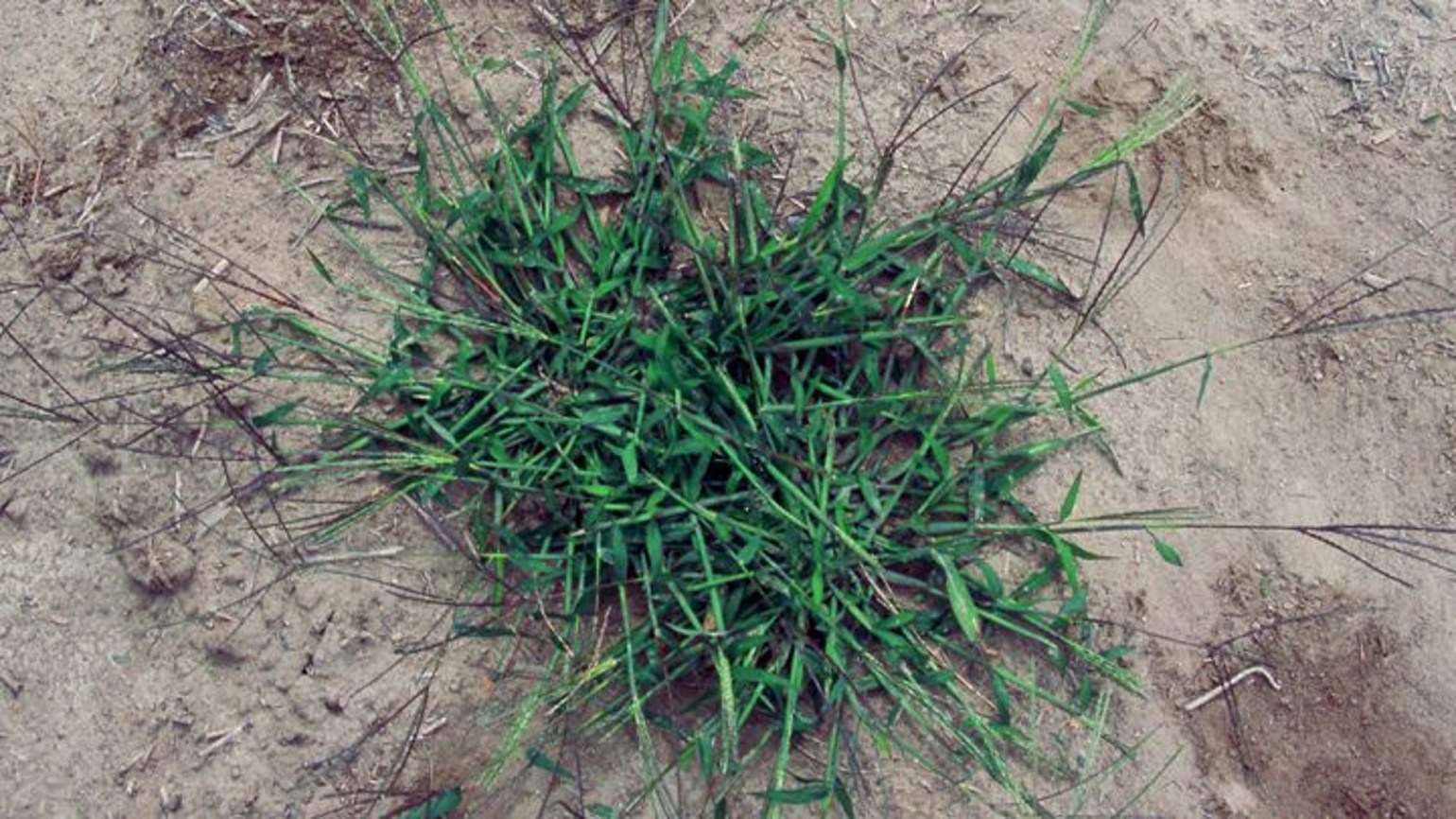 Hairy crabgrass Agricultural Solutions