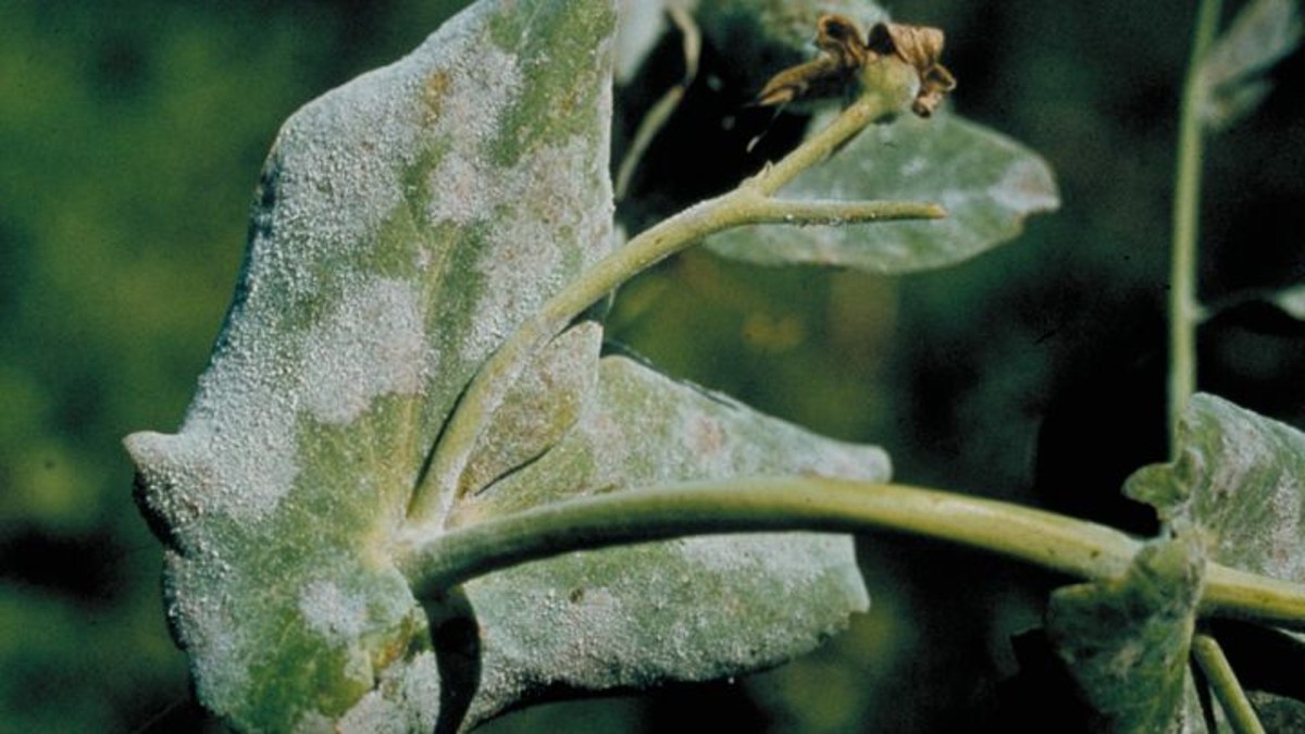 Powdery mildew (pea) Agricultural Solutions