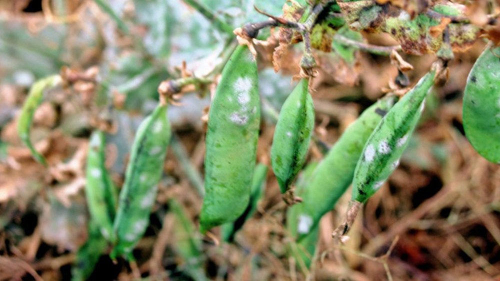 Powdery mildew (pea) Agricultural Solutions