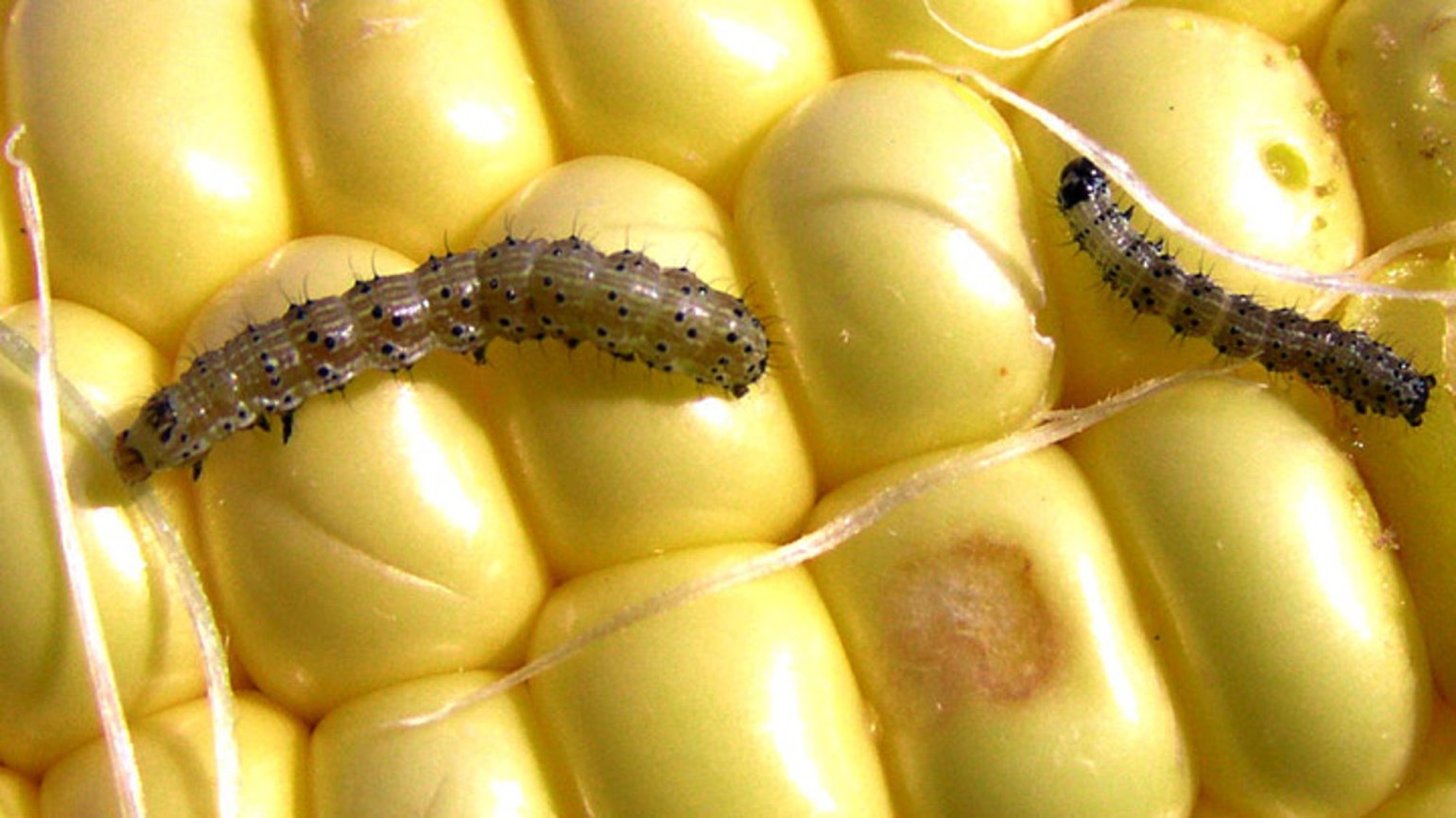 European corn borer - Agricultural Solutions