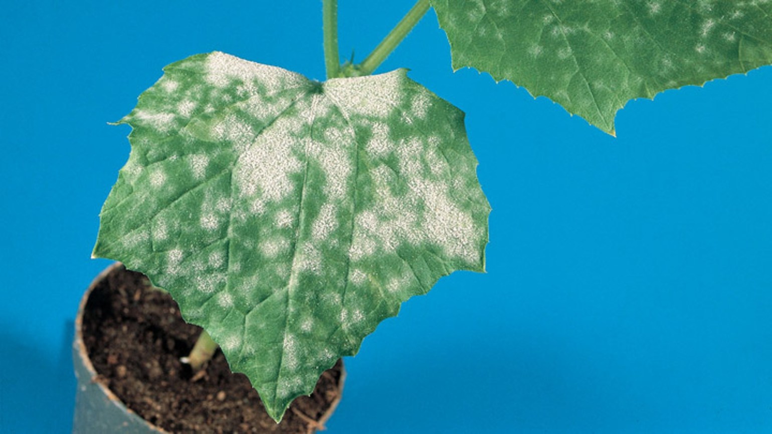Powdery mildew (Sphaerotheca fuliginea) Agricultural Solutions